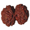 Get rudraksha