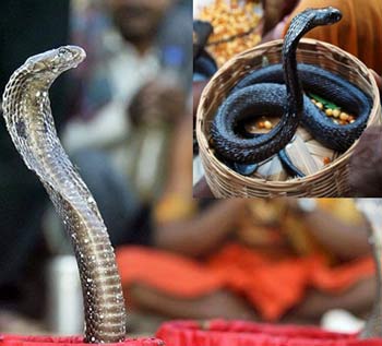 nag panchami, 2017, date, importance