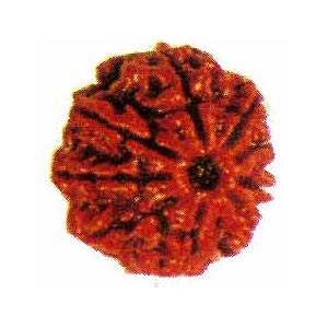 Rudraksha beads, Rudraksh, Rudraksha Ratna, Mukhi Rudraksha