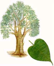 Peepal, Peepal Tree, Astrology