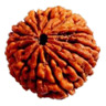 Get rudraksha